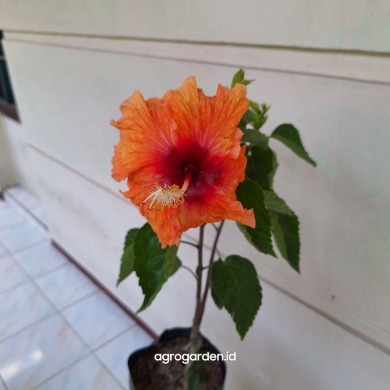 Bunga Sepatu Orange Bangkok - Bunga sepatu orang - Hibiscus Orange Bangkok - Bunga sepatu bangkok