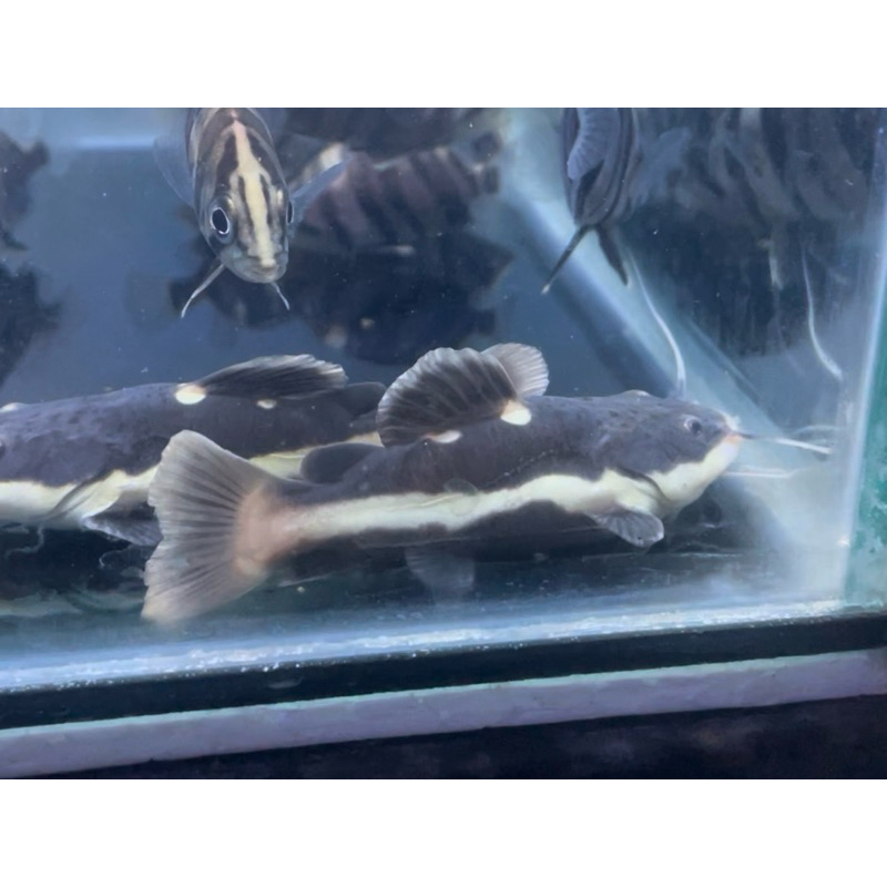 RTC SB red tail catfish shortbody