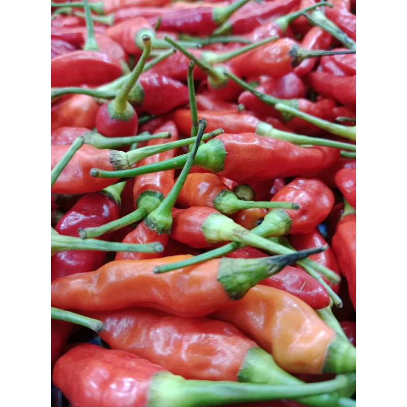 

cabe rawit merah