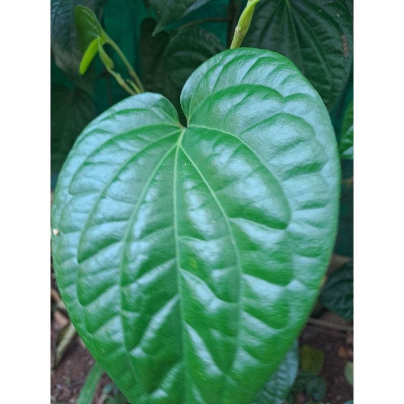 

Daun Sirih