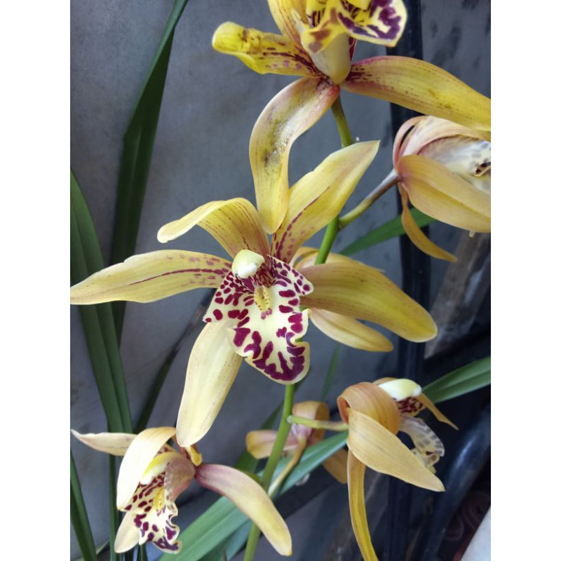 Cymbidium Chen Ruby