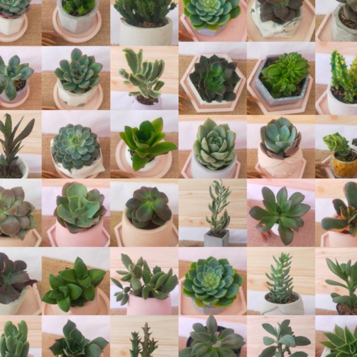 PALING AMPUH Tanaman Kaktus Sukulen mini hidup pot  media tanam FREE PACKAGING BOX  BUBBLE WRAP