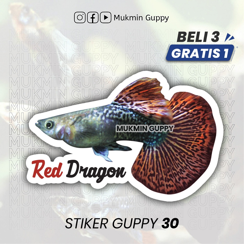 

Stiker Guppy (23) Red Dragon