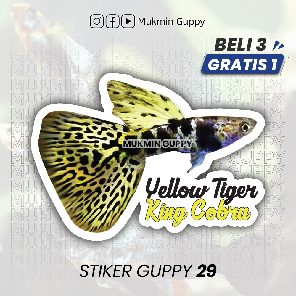 

Stiker Guppy (18) Yellow Tiger King Cobra