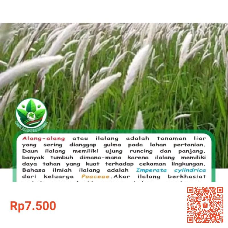 

akar Alang alang 40 akar