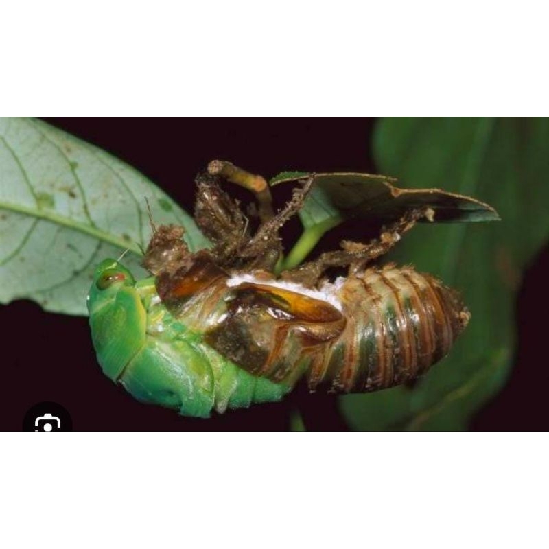 

Kepompong Kulit Tonggeret Conggeret Langka Murah Obat Herbal