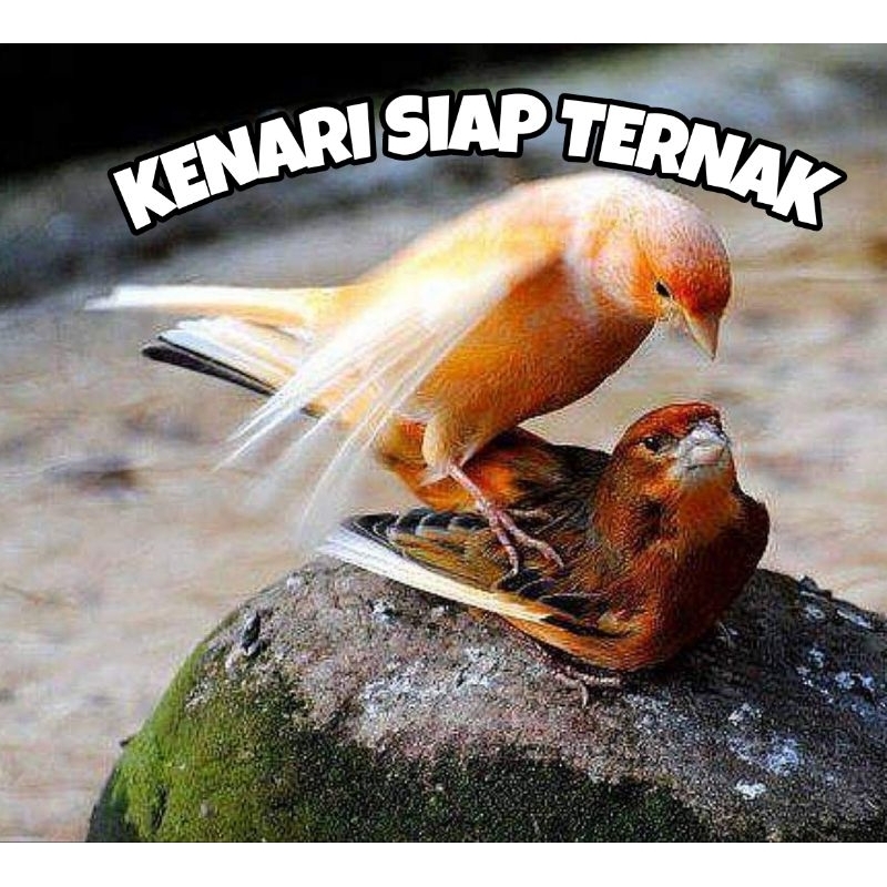 BURUNG KENARI SEPASANG SIAP TERNAK