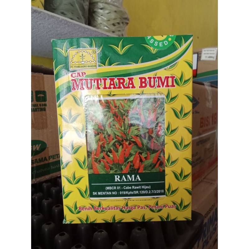 

RAMA MUTIARA BUMI ( Cabe Rawit Hijau )