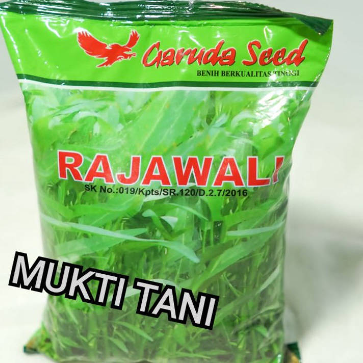 Benih kangkung Rajawali 1kg  bibit kangkung daun lebar rajawali 1 kg