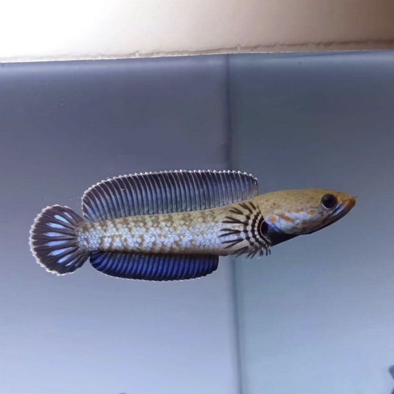 IKAN CHANA ANDRAO FLERING KACA 6 - 7 CM KOLPRI