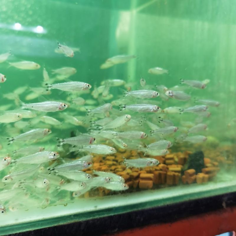 Rednose Berlian /Hiasan Aquascape