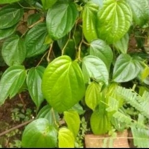 

Daun sirih /sereh isi 50 lembar