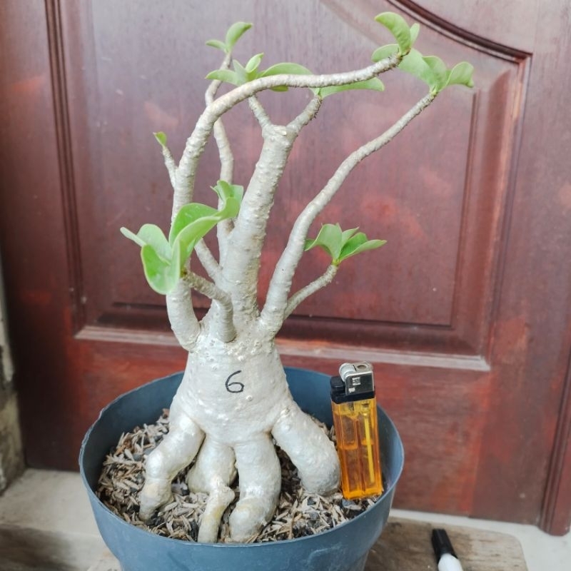 Adenium Thaisocotranum Arabicum RCN