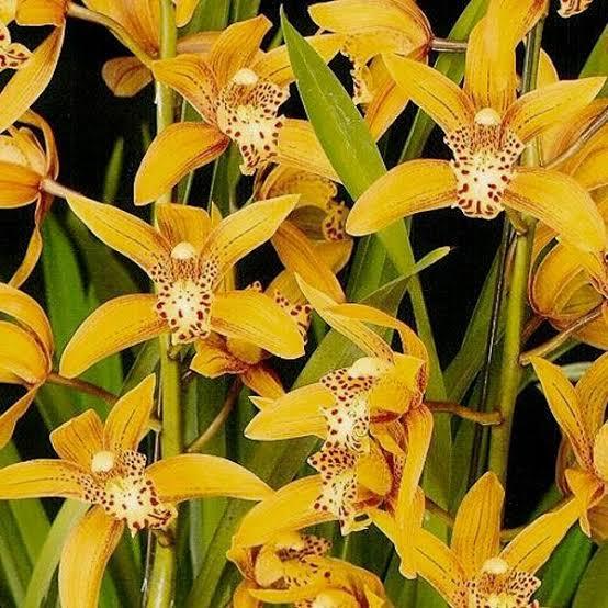 Anggrek Cymbidium chen's rubby spike | anggrek Cymbidium siap bunga