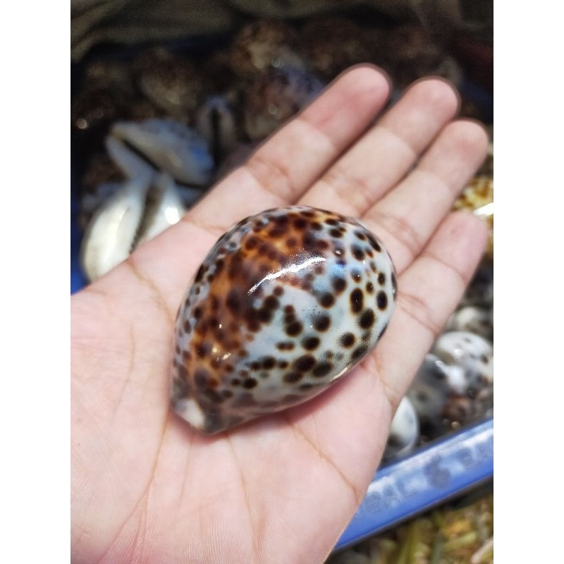 cangkang kerang - kerang kuwuk besar - 100 gr - kerang matan - perlengkapan akuarium - kerajinan kul