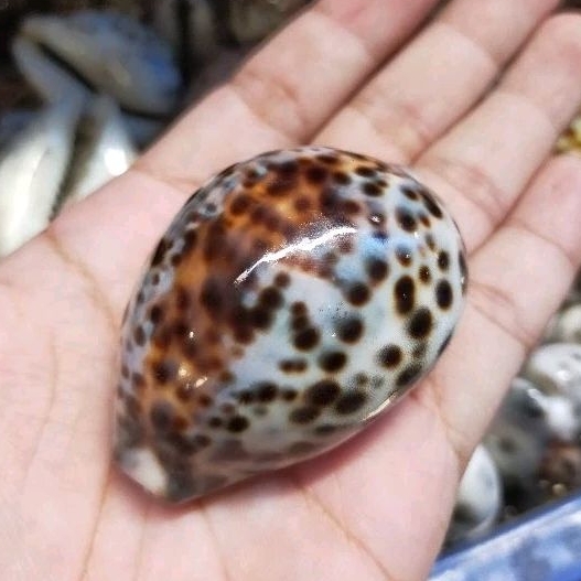 cangkang kerang - kerang kuwuk besar - cangkang kerang kewuk - 1 kg - kerang matan - perlengkapan ak