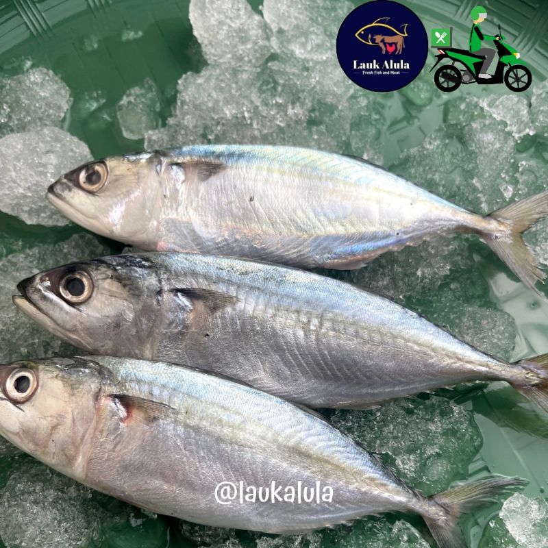 

Ikan Kembung Banjar 500 gr Fresh