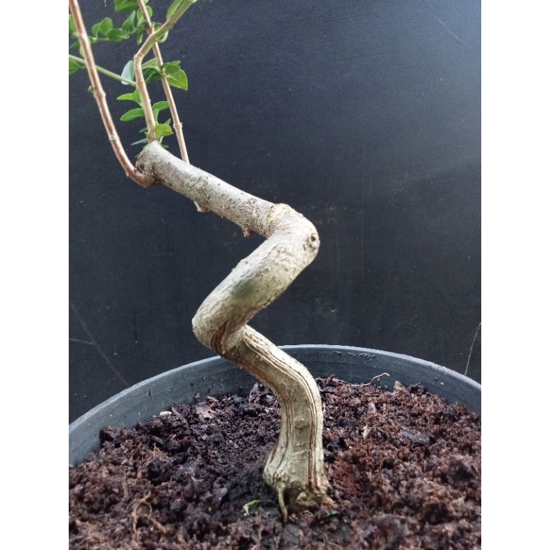 Bonsai sancang bahan prospek murah
