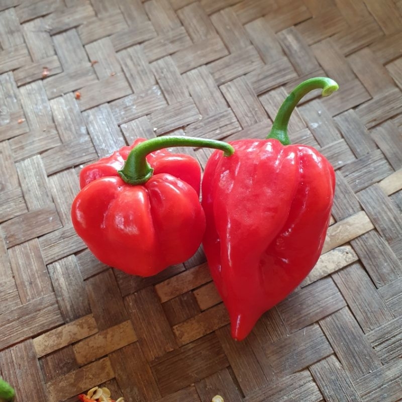 

Buah cabe carolina reaper red