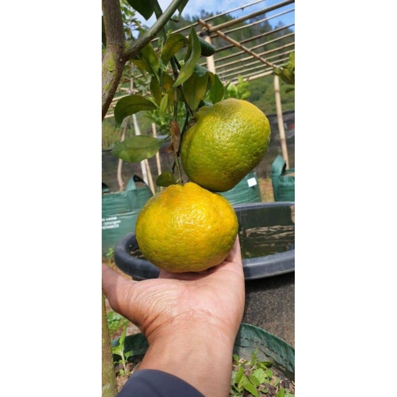 

jeruk keprok Gayo (buah segar)