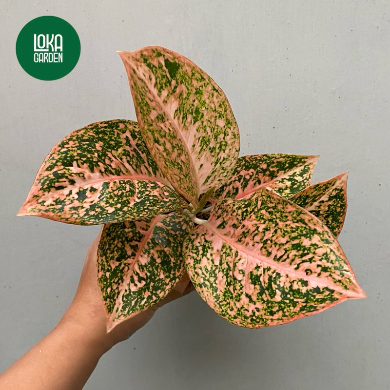 Tanaman Hias Aglonema Stardust Orange / Aglaonema Aglo Stardust Orange