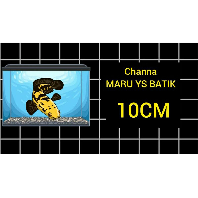 Sticker channa MARU YS BATIK 12-13CM