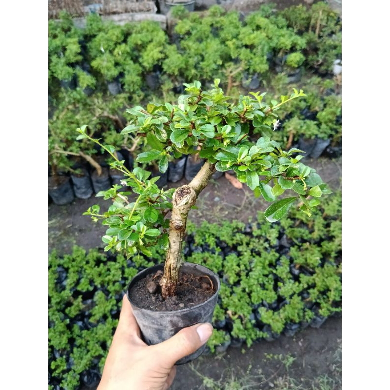 Bonsai hokiantea/carmona retusa siap pajang