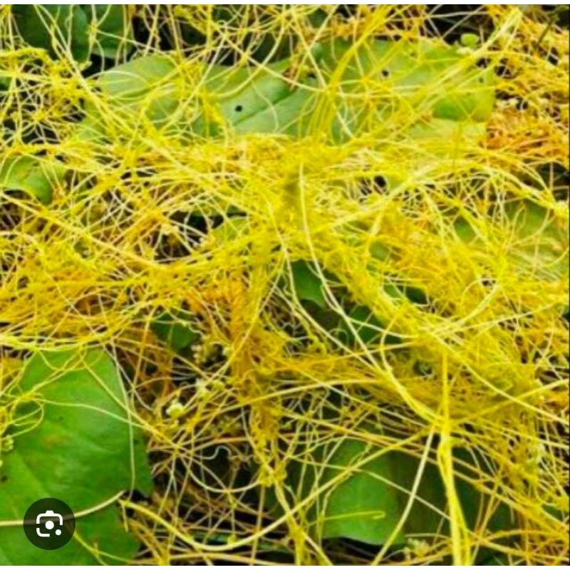 

Benalu Tali Putri Segar 30 Gram Obat Herbal Tradisional Murah Fresh