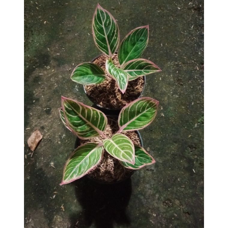 Promosi Menarik Aglonema Link alternatif pesan live