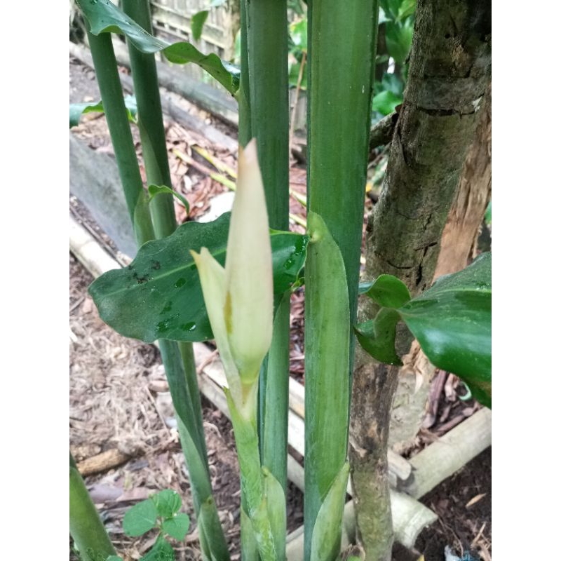 

combrang/ honje/ kecombrang 1kg