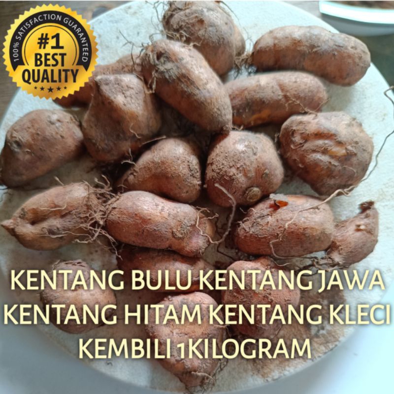 

Kentang Kleci Kentang Bulu Kentang Hitam 1000 Gram