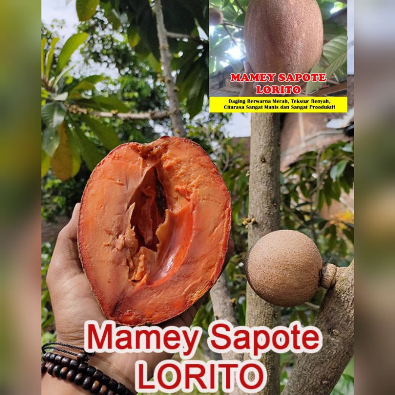 Bibit Sawo Mexico Mamey Sapote Lorito FC / Seed / Sawo Raksasa Loreto - Seed magana