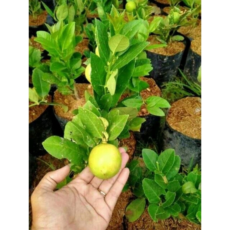 

Lemon California berbuah 70cm