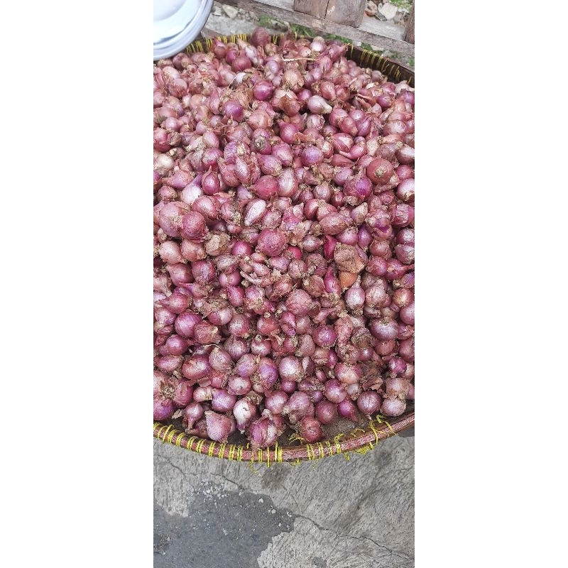 

bawang merah super