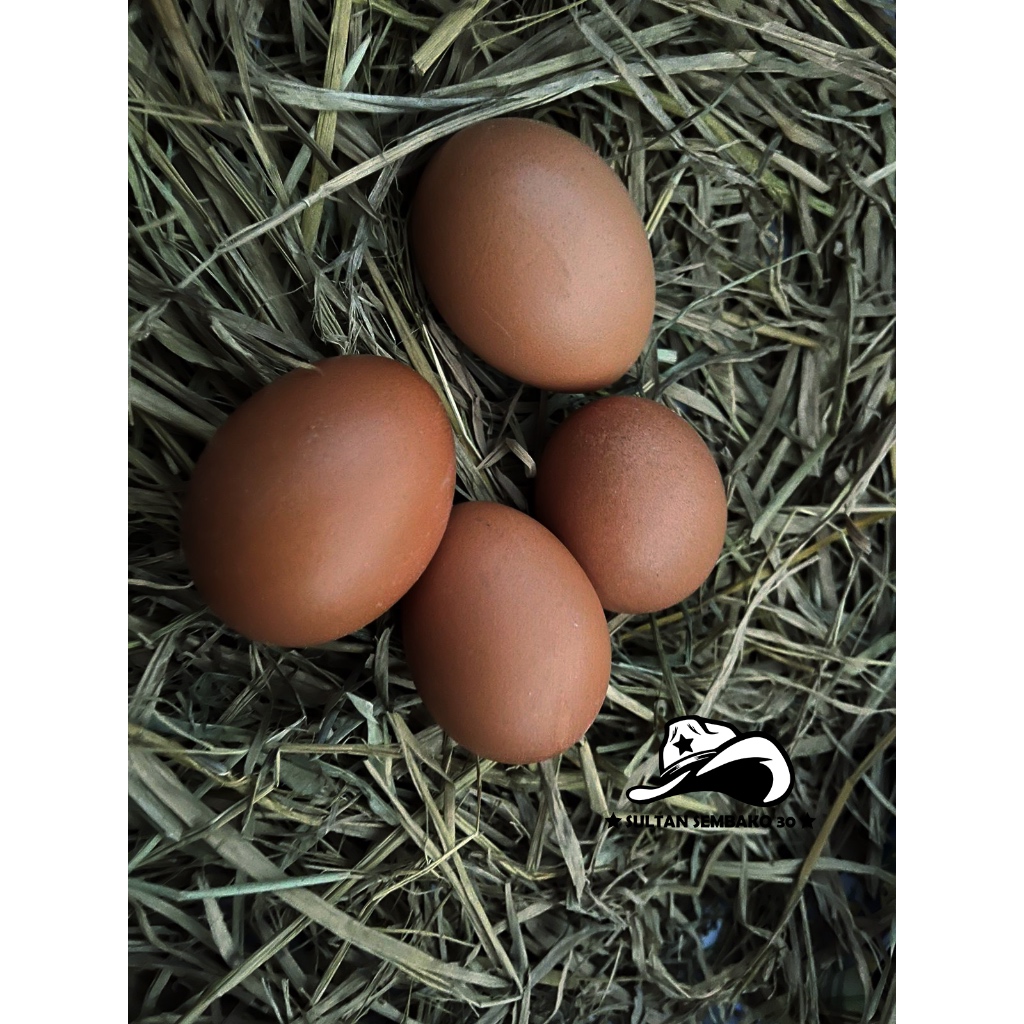 

Telur Ayam Negeri (isi 10pcs)