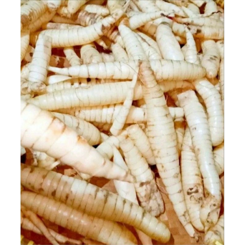 

Umbi Garut, Umbi Irut, Umbi Tarigu Obat asam Lambung Obat Herbal 1kg