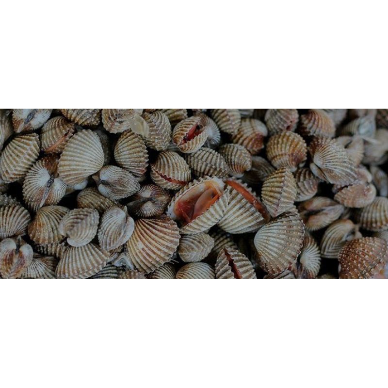 

kerang darah frozen