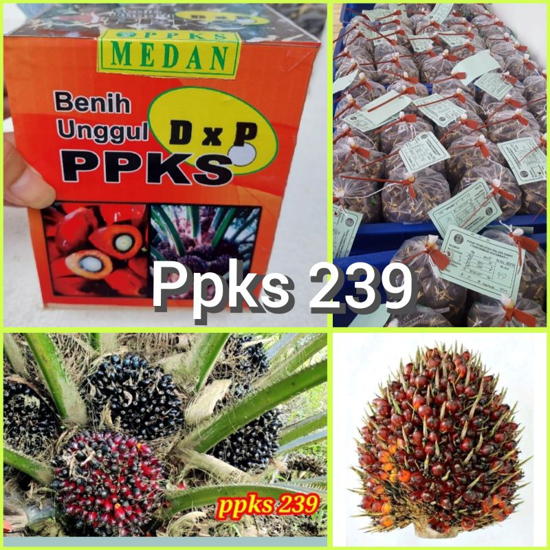 Benih Kecambah Sawit PPKS 239