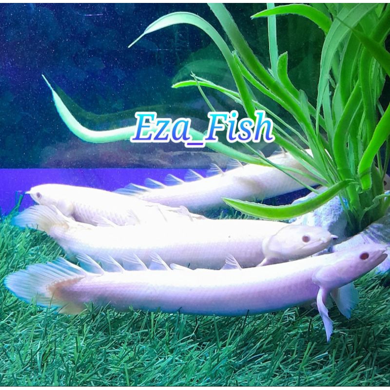 ikan palmas albino ukuran 18-19 cm