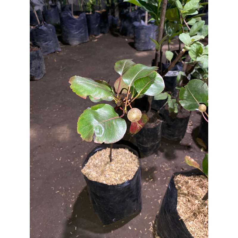 bibit buah pir red australia kondisi sudah berbuah