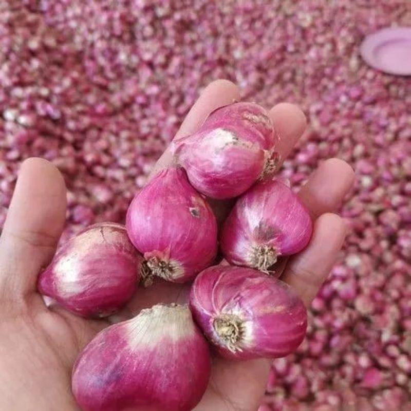 

Bawang Merah Lokal pilihan 1kg