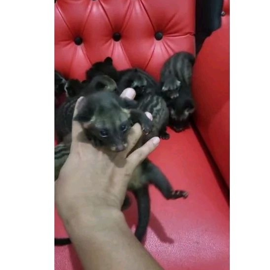 muspan musangpndann 1.5 bulan