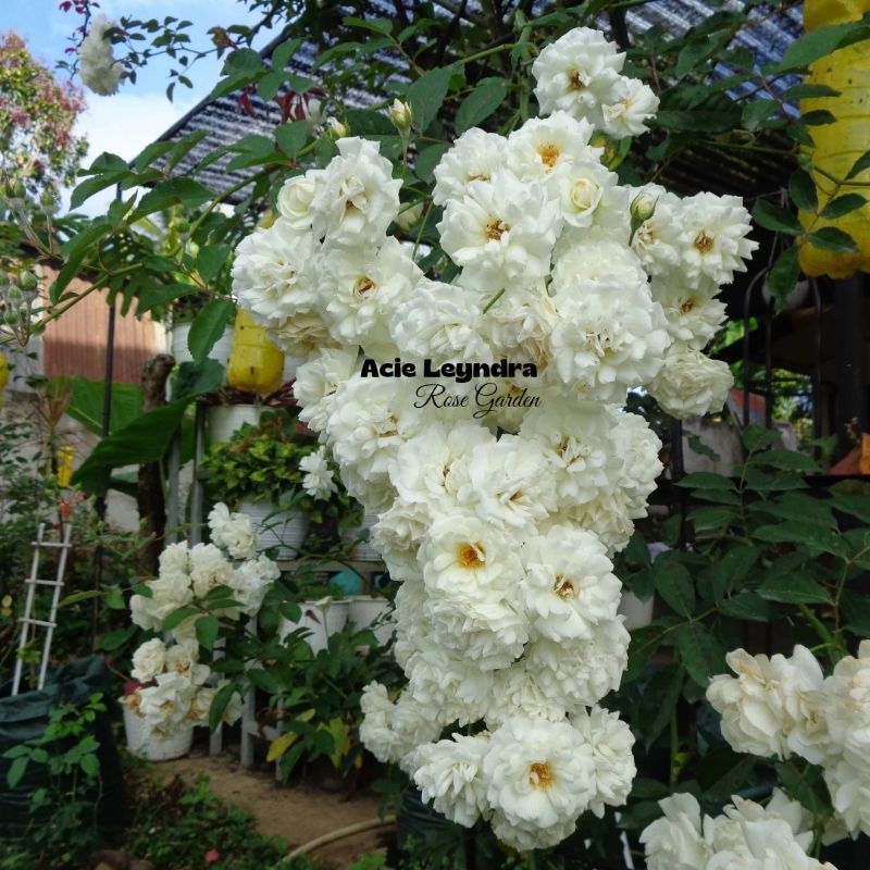 Bibit Mawar Prosperity ownroot hasil stek batang