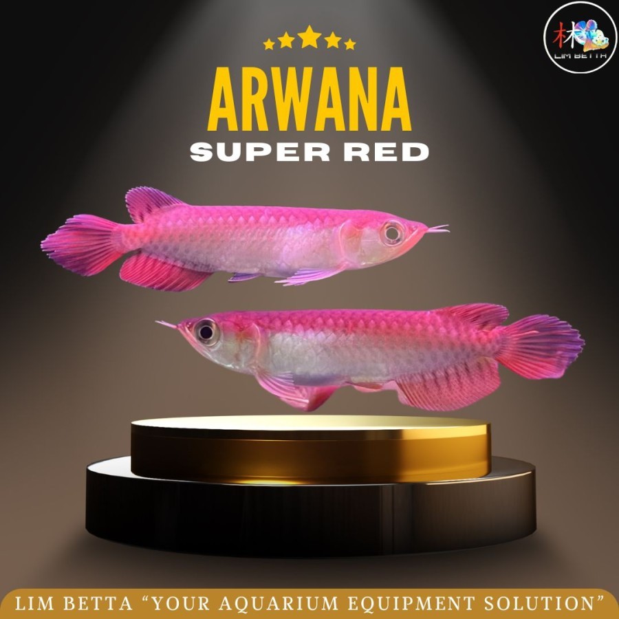 ARWANA SUPER RED 14 CM / ARWANA SUPER RED SERTIFIKAT DAN CHIP