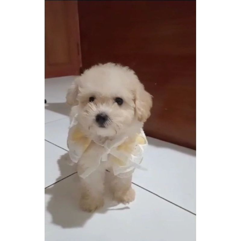 Light apricot fawn poodle betina