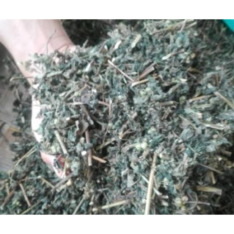 

Daun bandotan kering 500 gram organik-az