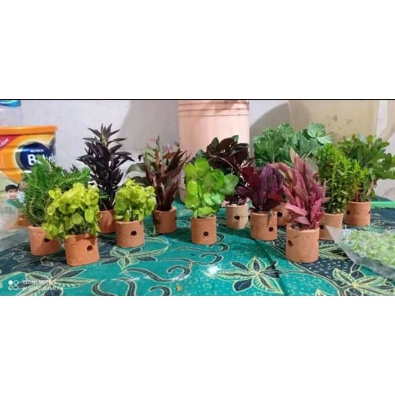 paket 10 pot. 10 jenis tanaman aquascape