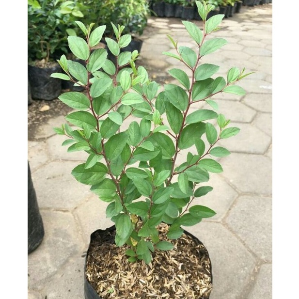 Pasti Tertarik Pohon bidara arab  Tanaman bidara arab tinggi 34 cm