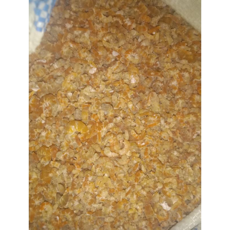 

udang batu merah 1kg