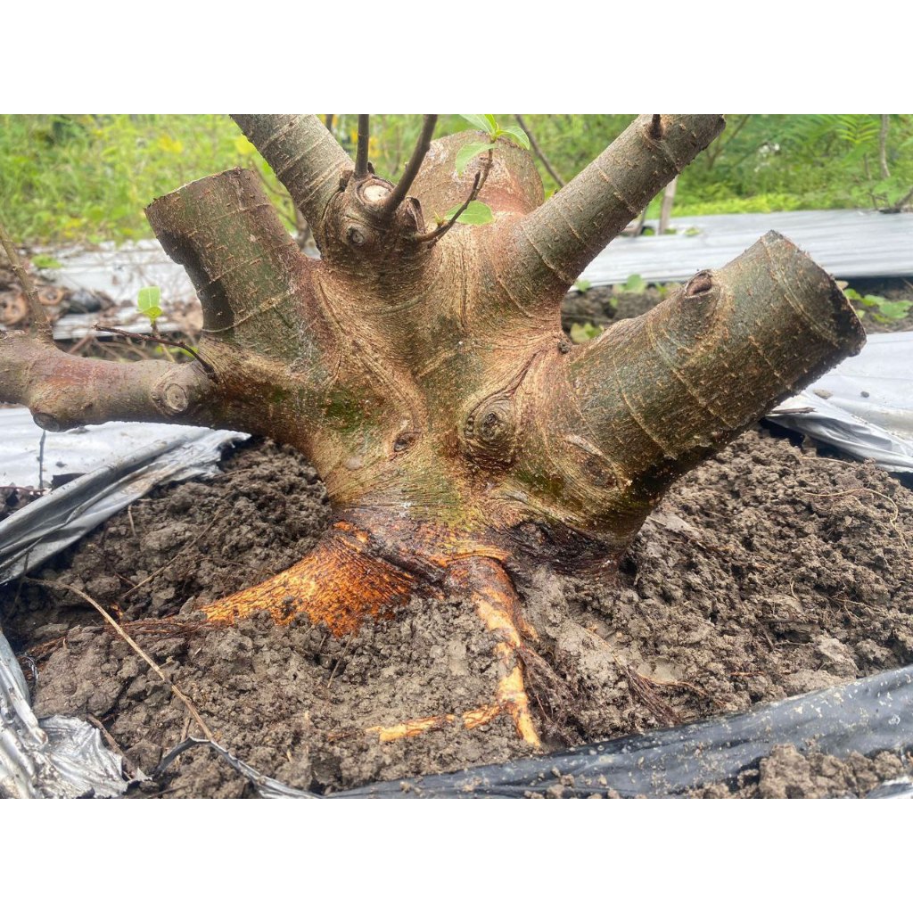 BONSAI LOA SESUAI FOTO PROGRAM AKAR SUDAH JADI